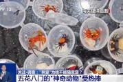 弥勒@铲屎官们 养“异宠”或危害国家安全 这些行为违法了