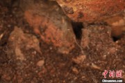 弥勒江西发现蜘蛛新物种 为研究呵叻蛛属适应区域提供依据