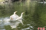 弥勒吉林：罕见白鸬鹚连续两年“故地重游”